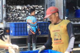 Gudang ikan beku kapasitas 170 ton di Indramayu sudah beroperasi