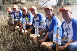 ACC laksanakan penghijauan tanam 2.500 pohon mangrove di Ekowisata Telok Berdiri Sungai Kupah