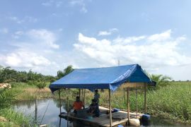 Budidaya ikan toman di kanal gambut Jambi bagian upaya cegah karhutla