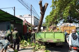 DLH Mataram lakukan perantingan pohon pelindung secara masif