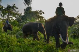 Kawanan gajah liar obrak --abrik tanaman warga di Aceh Jaya