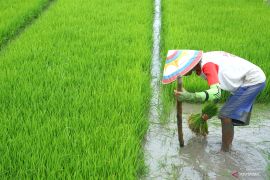 Program pendampingan petani tingkatkan produksi padi nasional