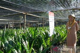 BPTP mulai distribusikan 10 ribu benih kelapa Molowahu ke Gorontalo Utara