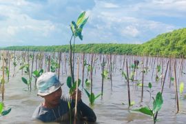 39 ribu bibit mangrove ditanam di Desa Marannu, Kabupaten Maros