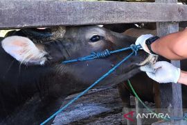 Dinas Pertanian : Sapi di Tapin aman dari PMK