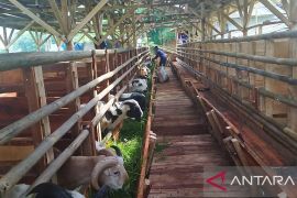 Peternak Sukabumi optimistis permintaan hewan kurban tidak terganggu isu PMK