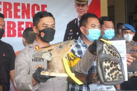 Polres Jember buru pemasok bahan baku satwa langka kepada perajin