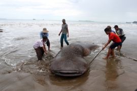 Hiu Paus Mati Akibat Terjebak Jaring Nelayan Page 1 Small