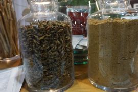 jangkrik sebagai panganan. Ini tips menyantapnya