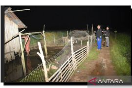 Tim TPSDPP Tanah Laut sisir persawahan Desa Kandangan Baru