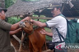 Pemkab Sumenep periksa semua sapi antisipasi wabah PMK