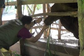 Pasar ternak Simpang Tiga Ophir Pasaman Barat ditutup karena PMK (Video)