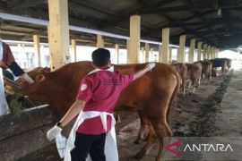 Lima sapi di Bangkalan sembuh dari PMK