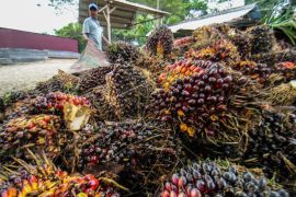 Larangan ekspor dicabut harga TBS sawit Aceh capai Rp2.400 per kg