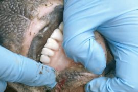 Sapi masyarakat Aceh Jaya mulai terindikasi penyakit, begini penanganannya