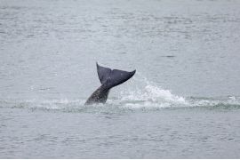 Paus orca terdampar di Sungai Seine Prancis disuntik mati
