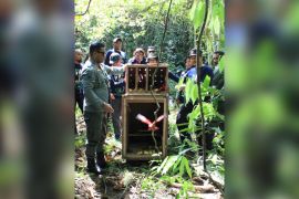 68 satwa dilepas ke Suaka Alam Sungai Nief