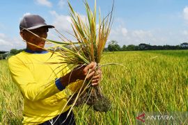 Serangan Hama Wereng di Madiun