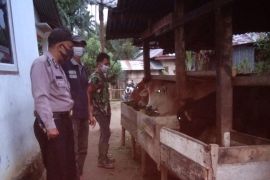 Polres Simalungun monitoring penyakit mulut dan kuku