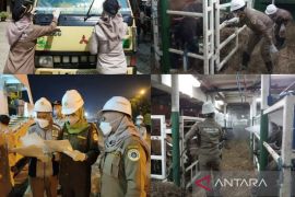 655 sapi potong asal Kupang dan Parepare masuk Kalsel dinyatakan bebas PMK