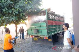 Sapi potong asal Sulawesi masuk ke Tanah Bumbu dinyatakan bebas PMK