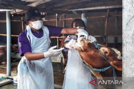 Jumlah ternak terkena PMK di Kabupaten Kediri terus bertambah