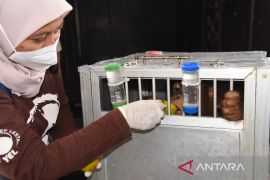 BBKSDA Sumut terima seekor orang utan