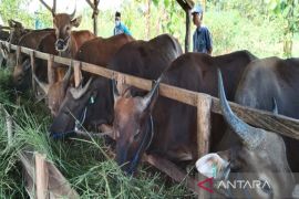 Harga sapi jelang Idul Adha di Kalsel naik