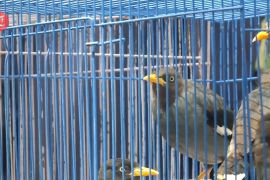 PTPN XII lepas liarkan ratusan ekor burung di lereng Gunung Ijen