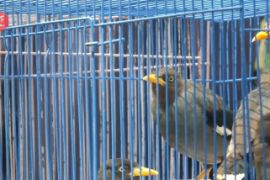 PTPN XII lepas liarkan ratusan ekor burung di lereng Gunung Ijen