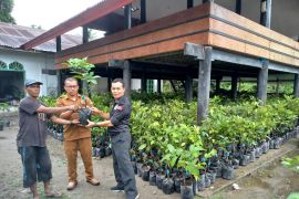Ini Kelompok tani di Aceh Jaya terima 14.500 bibit rambutan