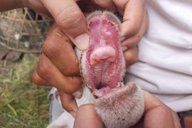 Penyakit mulut-kuku sudah masuk Kota Sukabumi peternak diimbau waspada