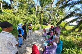 Anggota DPRD Kampar beri bibit padi dan pupuk