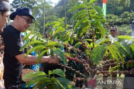 Plt Bupati Bogor ingin jadikan Sukamakmur sebagai sentra kopi