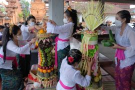 Remaja berlomba membuat gebogan jelang Galungan