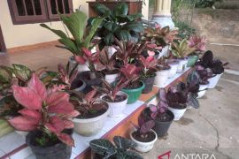 Tips agar tanaman hias tumbuh subur dan tidak layu