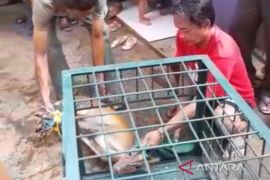 BKSDA Ciamis telusuri asal-usul kijang yang masuk pemukiman penduduk