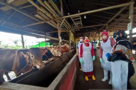 Dinas Peternakan Singkawang temukan 17 sapi suspek PMK