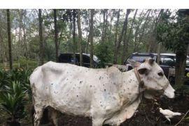 225 sapi terjangkit, enam kabupaten di Riau zona merah penyakit kuku mulut