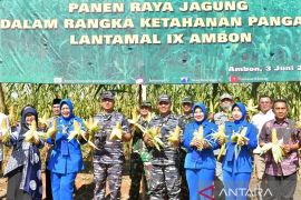 Aspotmar Kasal panen jagung di ladang Lantamal Ambon