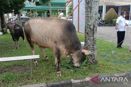 Maluku zona hijau penyebaran penyakit mulut dan kuku