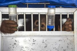 Pemulangan Orang Utan Dari Jawa Barat