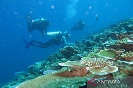 FKH Sulsel sayangkan maraknya perburuan satwa laut penjaga ekosistem