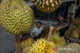 Ekspor Durian Montong Terkendala Sertifikat Kesehatan Page 2 Small