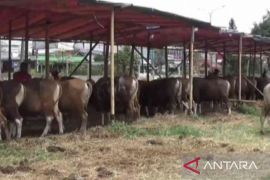 Pemkab Bekasi gandeng PDHI bentuk tim pengawas kesehatan hewan