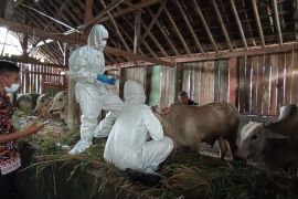 Wabah PMK di Tulungagung meluas hingga 16 kecamatan