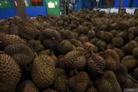 POTENSI DURIAN SULAWESI TENGAH Page 3 Small