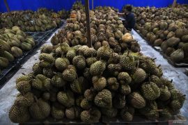 IPB  gencarkan perkaya buah-buahan nusantara melalui bioteknologi