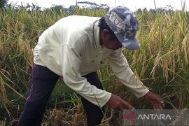 Pemkab Cilacap percepat musim tanam