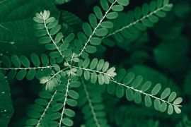 Khasiat daun meniran hingga bawang putih bagi kesehatan hati